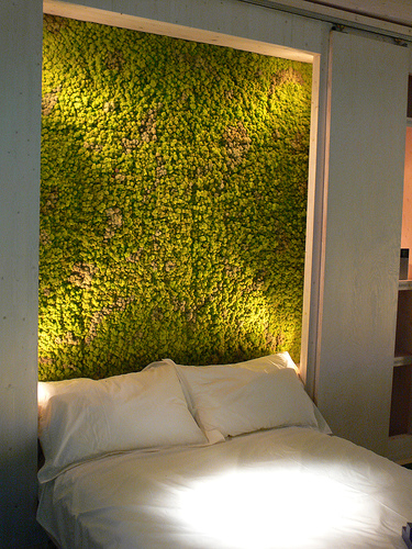 Moss-in-the-bedroom-1523