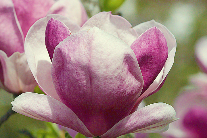 magnolia blossom