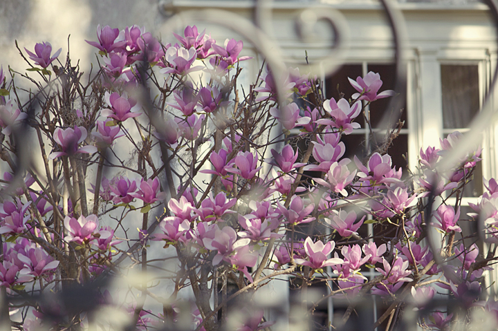 magnolia blossom