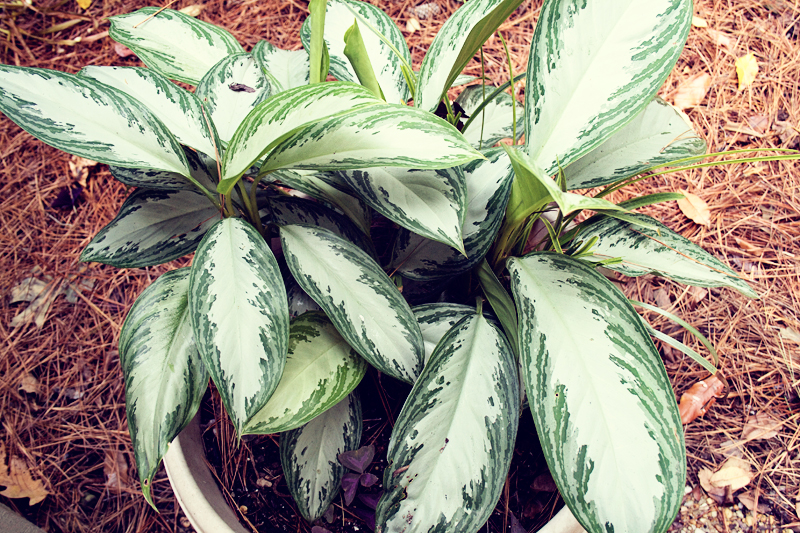 modern garden - chinese evergreen